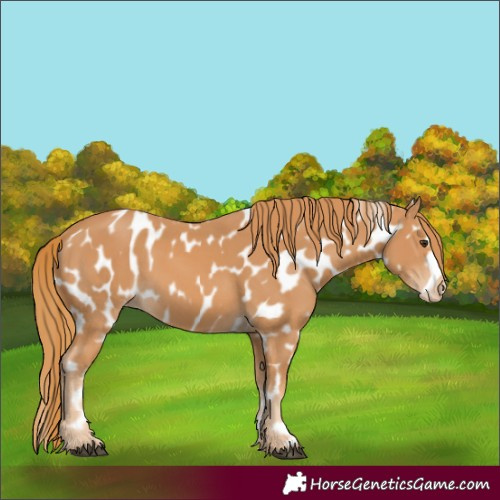 Horse Color:Chestnut Appaloosa