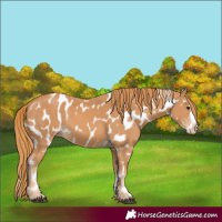 Horse Color:Chestnut Leopard