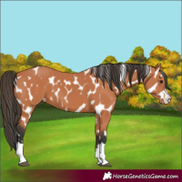 Horse Color:Bay Leopard