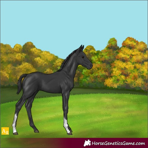 Horse Color:Black Tobiano Rabicano