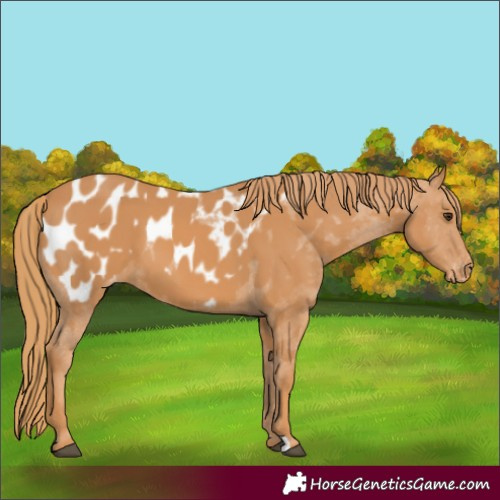 Horse Color:Chestnut Blanket 
