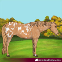 Horse Color:Chestnut Blanket 