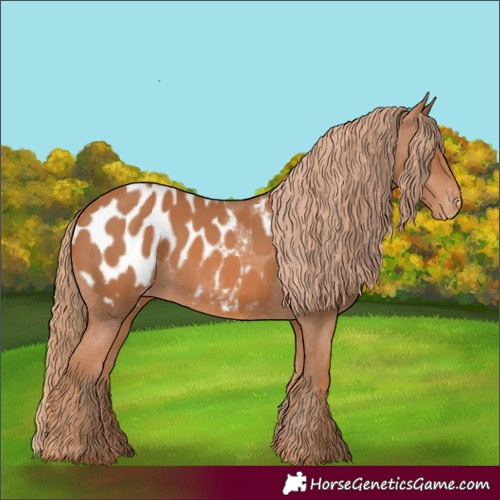 Horse Color:Chestnut Blanket 