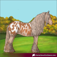 Horse Color:Chestnut Appaloosa 