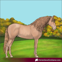 Horse Color:Gold Champagne