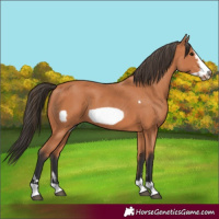Horse Color:Bay Frame
