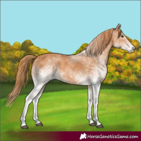 Horse Color:White Spotted Chestnut