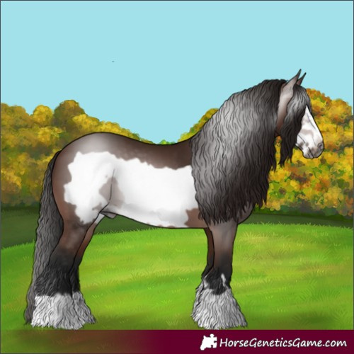 Horse Color:Gray Bay Frame 