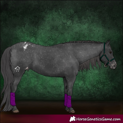 Horse Color:Black Varnish Rabicano