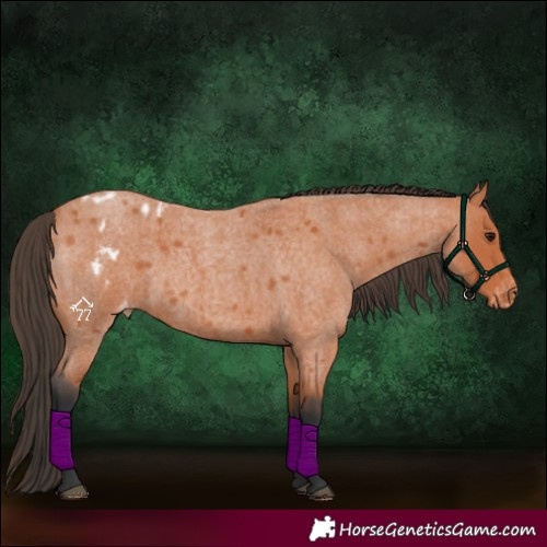 Horse Color:Bay Roan Blanket