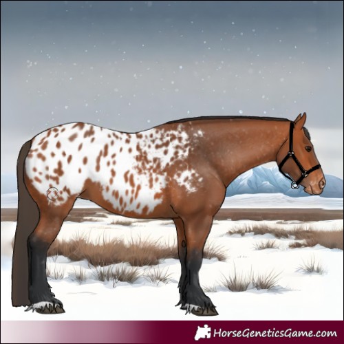 Horse Color:Bay Appaloosa 