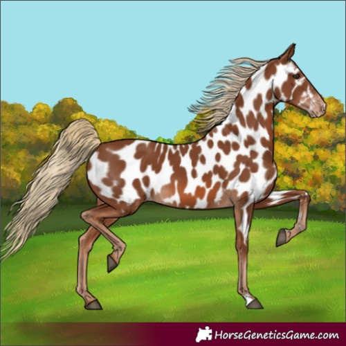 Horse Color:Chestnut Near Leopard 