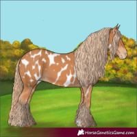 Horse Color:Chestnut Near Leopard 