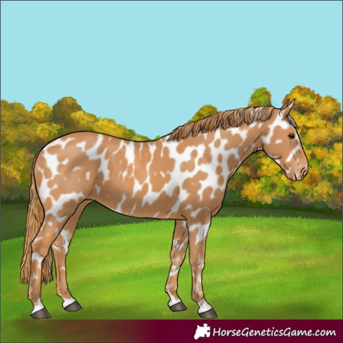 Horse Color:Chestnut Appaloosa 