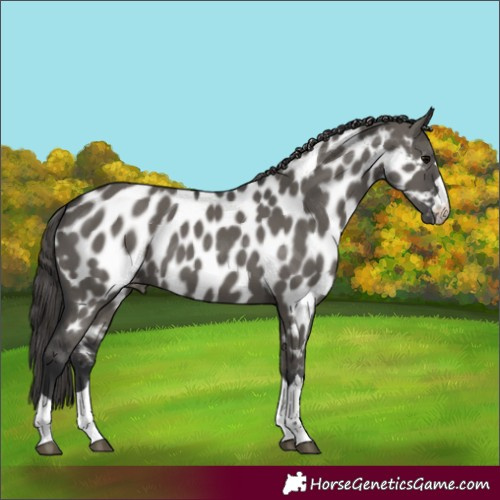 Horse Color:Grullo Appaloosa 