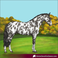 Horse Color:Grullo Near Leopard