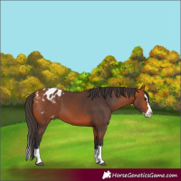 Horse Color:Bay Splash Appaloosa 