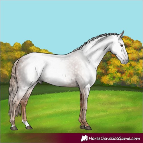 Horse Color:Gray Chestnut Splash 
