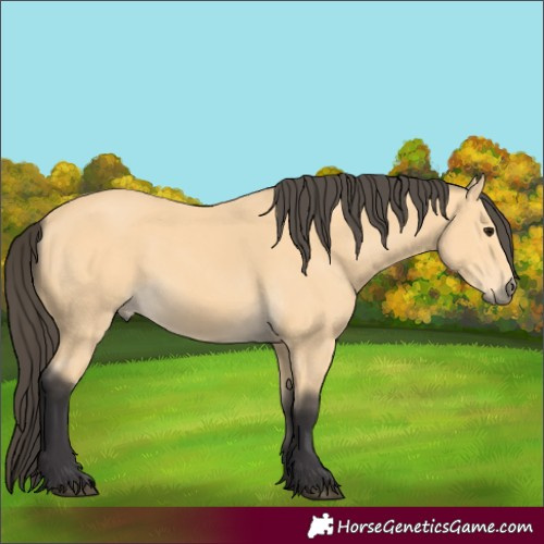 Horse Color:Buckskin
