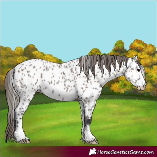 Horse Color:Grullo Near Leopard 