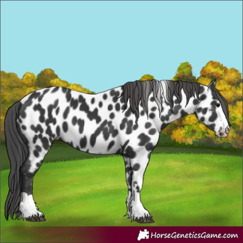 Horse Color:Black Appaloosa