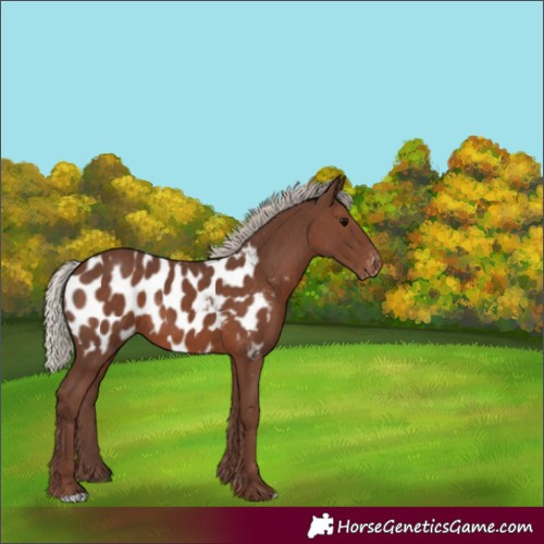 Horse Color:Silver Black Blanket Rabicano 
