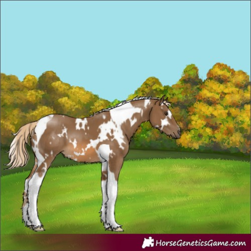Horse Color:White Spotted Chocolate Palomino Tobiano