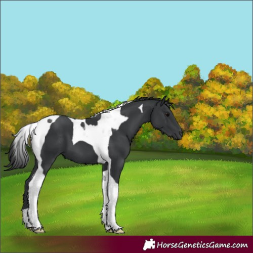 Horse Color:Black Tobiano 