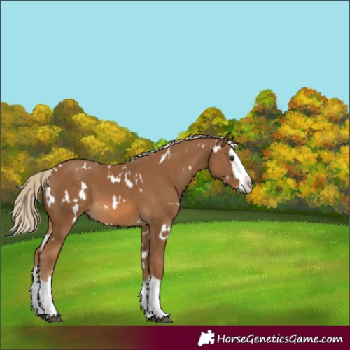 Horse Color:White Spotted Chocolate Palomino Splash 