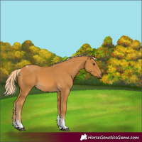 Horse Color:Palomino Tobiano 