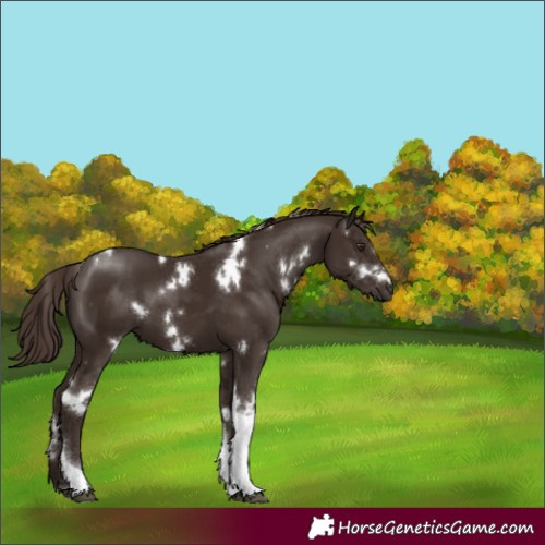 Horse Color:White Spotted Liver Chestnut Tobiano 