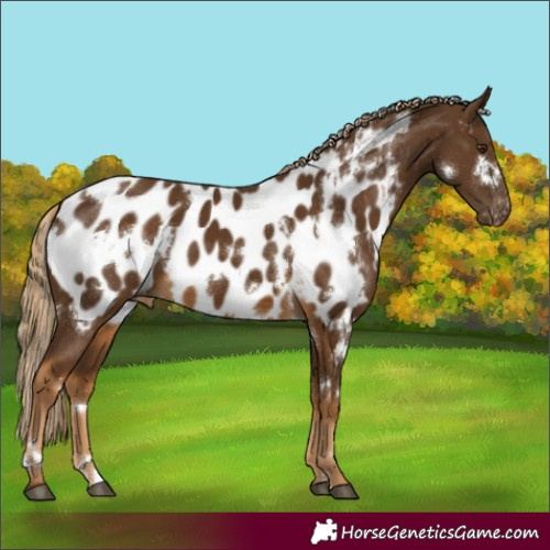 Horse Color:White Spotted Chocolate Palomino Appaloosa 