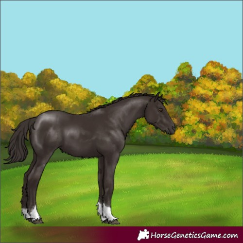 Horse Color:Liver Chestnut Tobiano