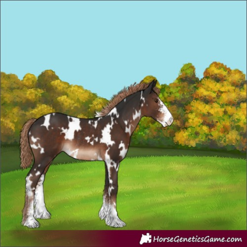 Horse Color:White Spotted Liver Chestnut Sabino Rabicano 
