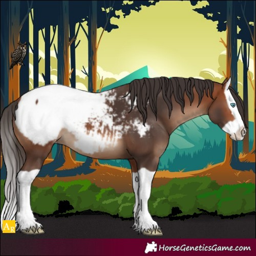 Horse Color:Bay Splash Snowcap 