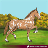 Horse Color:Chestnut Appaloosa
