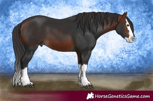 Horse Color:Bay Splash 