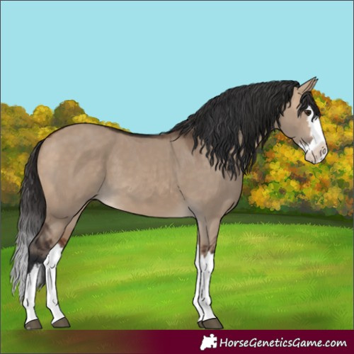 Horse Color:Bay Dun Splash 