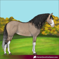 Horse Color:Bay Dun Splash 