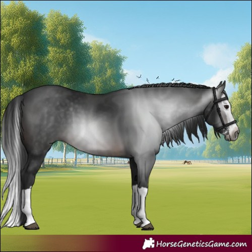 Horse Color:Gray Brown Splash 