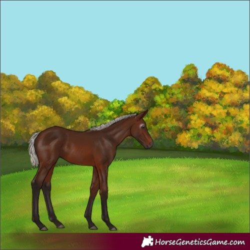 Horse Color:Gray Silver Bay 