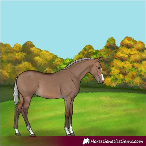 Horse Color:Silver Brown Dun 