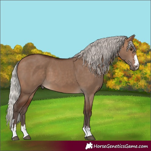 Horse Color:Silver Brown Dun 