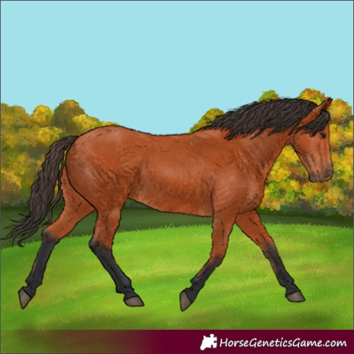 Horse Color:Unknown 