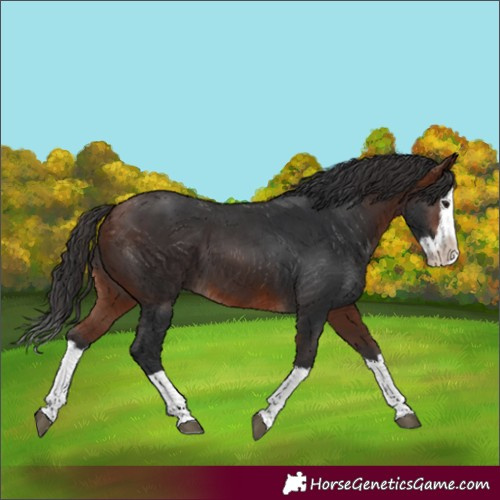 Horse Color:Unknown 