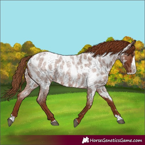 Horse Color:Red Roan Splash Appaloosa