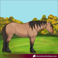 Horse Color:Bay Dun