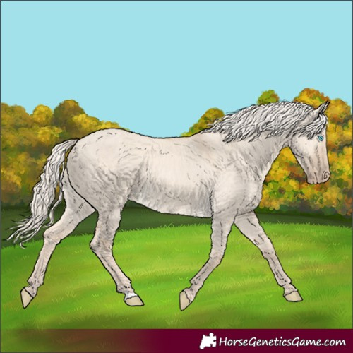 Horse Color:Unknown 