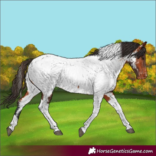 Horse Color:Unknown 