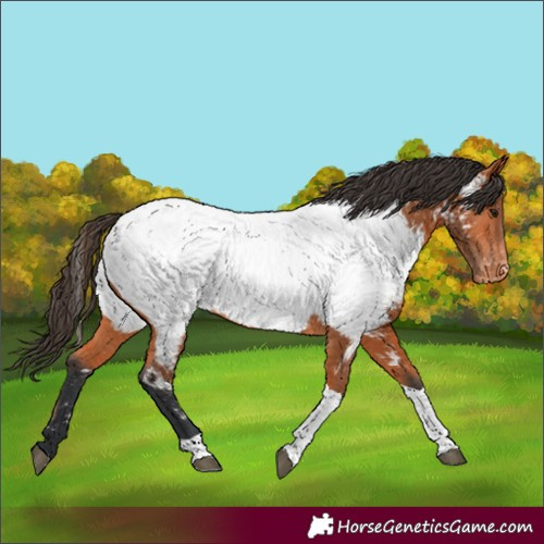 Horse Color:Unknown 